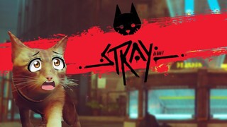 Stray - CE MINOU TROP ACCESSIBLE!