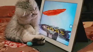 猫猫好！知道该抓谁