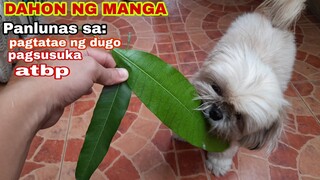 DAHON NG MANGGA MABISA SA MGA SAKIT NG ASO