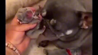 cuties animals #cuteanimals