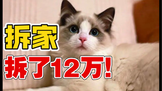 这只小猫咪拆家，竟然一次拆了12万！