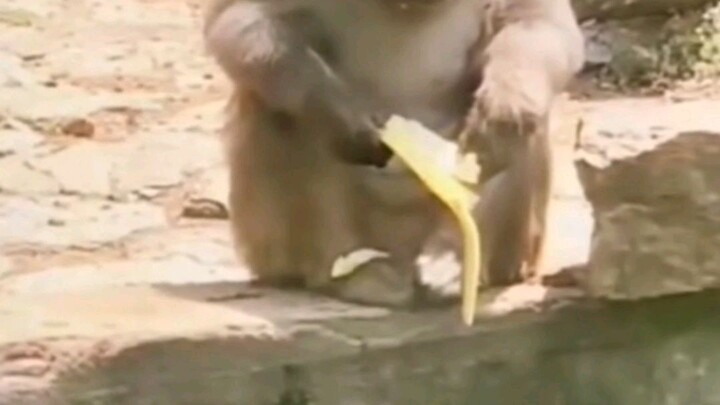 apes
