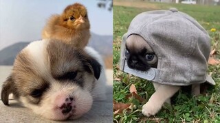 Animals Soo Cute Aww Cute Baby Animals | Cutest Pet Animals In The World |Puppies Doing Funny Things