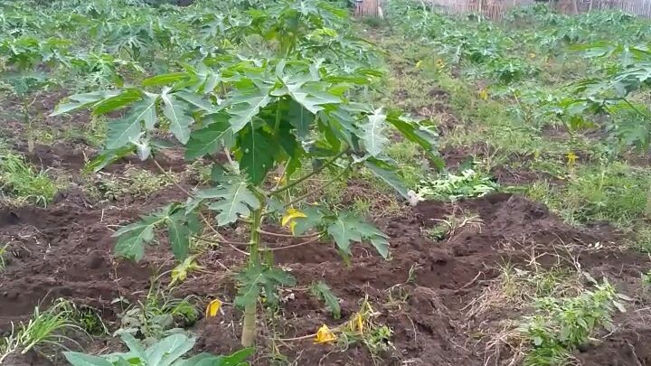 cuer farm