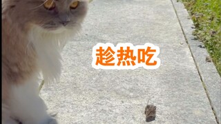 千万不要养太孝顺的猫，不然一天三顿饭你都不用愁了…