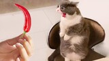 วิดีโอสัตว์ที่ตลกที่สุด ปฏิกิริยาตลกของแมวต่อทุกสิ่ง วิดีโอแมว