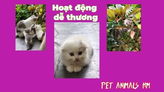 VIDEO FOR CATS || ĐÀN MÈO DỄ THƯƠNG | PET ANIMALS HM #catvideos