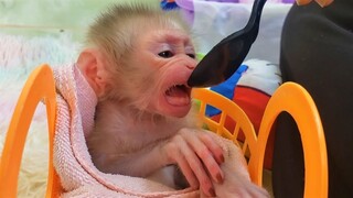 Snack Time!! First time for tiny adorable Luca tries to eat a ripple banana