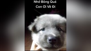 Bông hồi bé. Huhu. cunyeucuadua yeucho yeuchomeo cún cúncon chó chómèo chócon chókhôn yeuchomeo chócute pet dog dogsoftiktok doggo