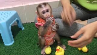 Mom amuse monkey Mino with some toys