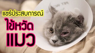 EP7 : แชร์ประสบการณ์ไข้หวัดแมว