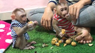 Yummy, Mino and Coconut eating Logan fruits