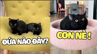 Có đứa con cũng ko phân biệt được, hèn chi thằng nhỏ bỏ nhà đi 🤣| Pets TV