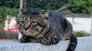 Maglev cat