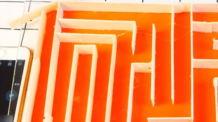 Let the cockroaches walk through the maze of death! Limited to 8 minutes! Various prizes are availab