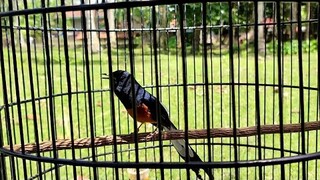 Suara Burung MURAI BATU Gacor Door