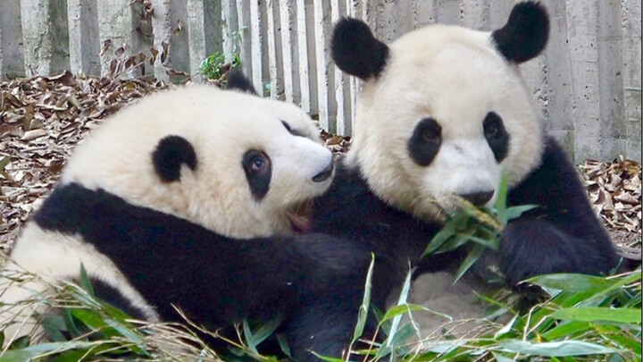 Bagaimana rasa hidup dengan panda Hehua dan Aijiu yang super energik?