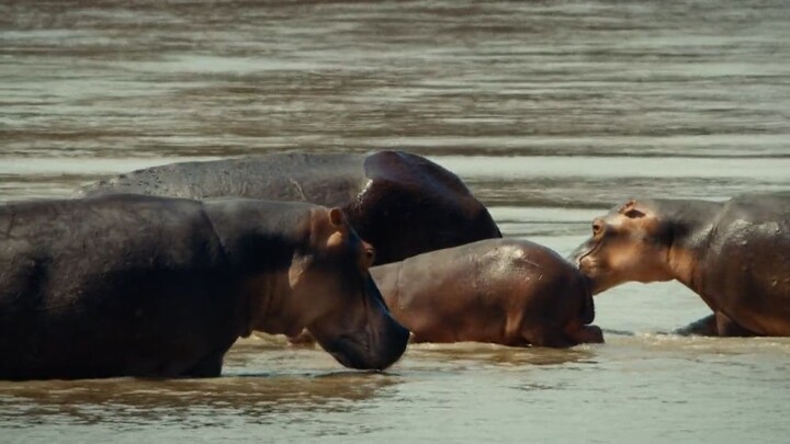 Nature Hippo King (2022)