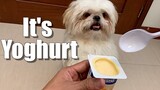 Giving Yoghurt to My Cute Shih Tzu Dog