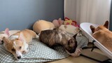In the quiet afternoon, two dogs lick the cat