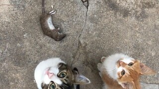 [Cat Catches Mouse] The guy with tattooed arms caught the second mouse and placed it at the door to 