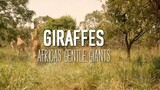 Giraffes Wild Africa Behaviour and Life