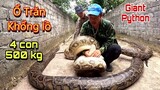 Ổ Trăn Khổng Lồ Lớn Nhất Thế Giới 4 Con 500kg Giant Python | Trần Thạch Vlogs