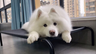 Samoyed Sungguh Terlihat Bodoh!