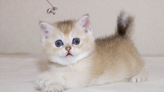 This kitten will completely melt your heart – British Shorthair baby cat GALILEO 5 weeks old
