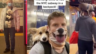 纽约地铁规定宠物放在包里才能乘坐地铁，于是...❤