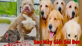 Thú Cưng TV | Trứng Vàng và Trứng Bạc #35 | Chó Golden Gâu Đần thông minh vui nhộn | Pets smart dog