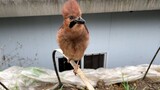 [Động vật] Giải cứu chú chim phóng sinh bị người đi đường bắt nạt!