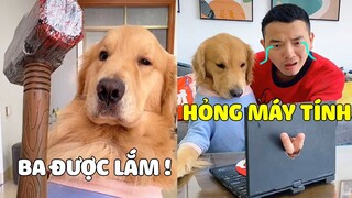 Tứ Mao | PAPA Dám Sai Vặt TỨ MAO và cái giá HỎNG MÁY TÍNH 🤣 Gâu Đần Official