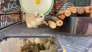 Hamster:Biscuits day!