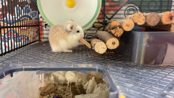 Hamster:Biscuits day!