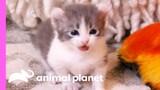 Adorable American Curl Kittens Explore Their Home | Too Cute!