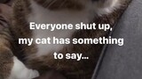 everyone should listen my cat
