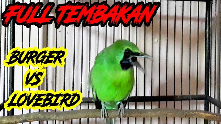 Ijo Gacor Full Tembakan Burger VS Love Bird Sumbu Buat Yang Fighter...!!!