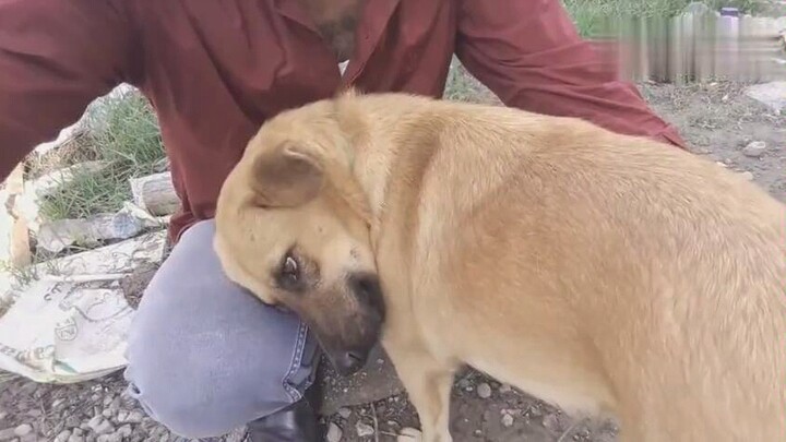 [Animals]When a homeless dog finds an owner...