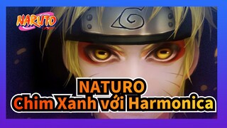 NATURO|【Harmonica】OP -Chim Xanh
