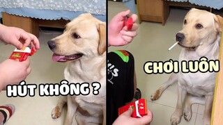 Khi Gâu Đần Làm Dân Chơi, Hư Hỏng Cả 1 Thế Hệ 😂 | Yêu Lu