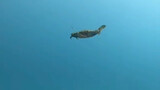 A video of a crab swimming under water