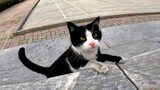 The tuxedo cat is very intelligent and playful.