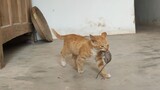 Membantu Anak Kucing Menangkap Tikus