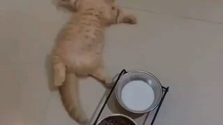 kitten full