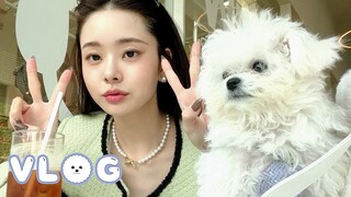 VLOG🐶 배찌와 첫 외출