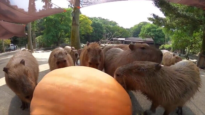 Segerombolan kapibara memakan labu berukuran 50 kg...