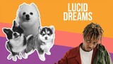 Lucid Dreams but it's Doggos and Gabe
