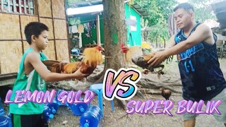 SPAR!  BOTH STAGS       LEMON GOLD SWEATER VS SUPER BULIK