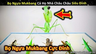 Chiêm Ngưỡng Mukbang Cực Đỉnh Của Bọ Ngựa Khi Ăn Cả Lò Châu Chấu || Review Giải Trí Đời Sống